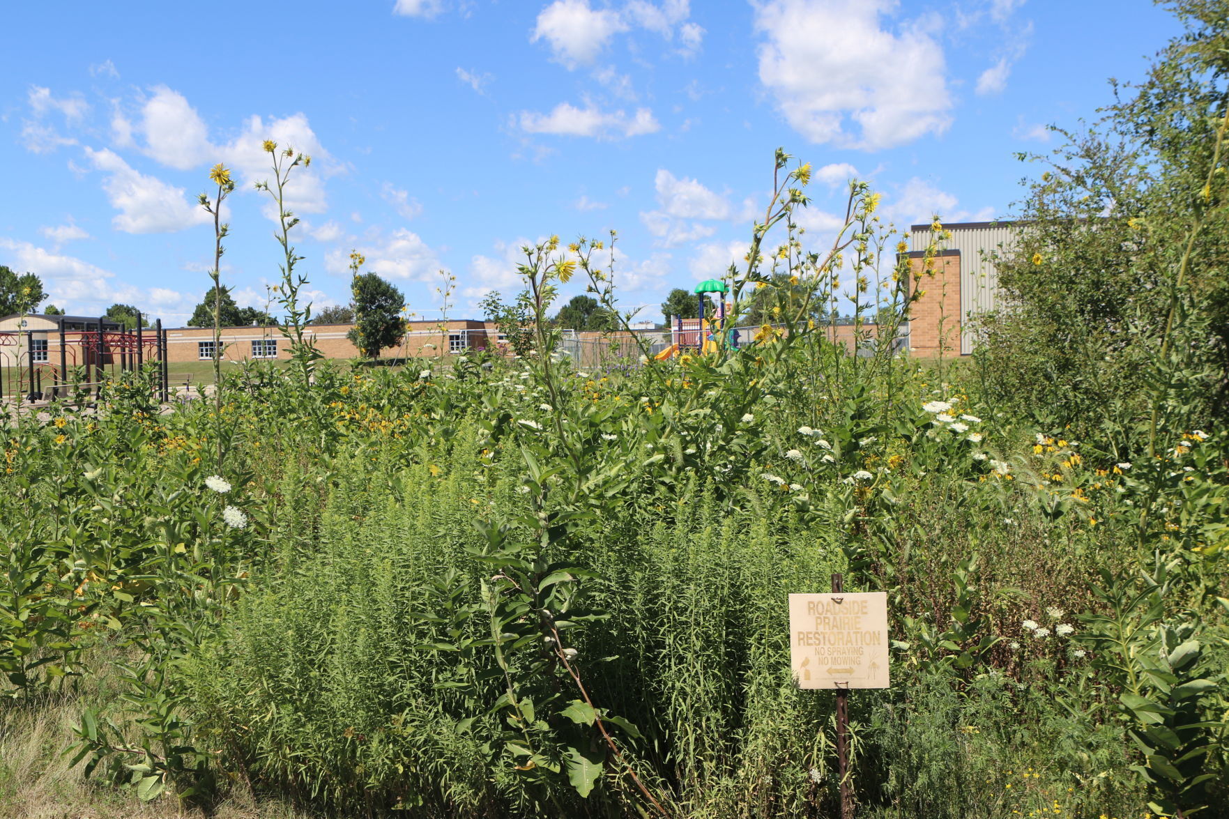 Backside of garden